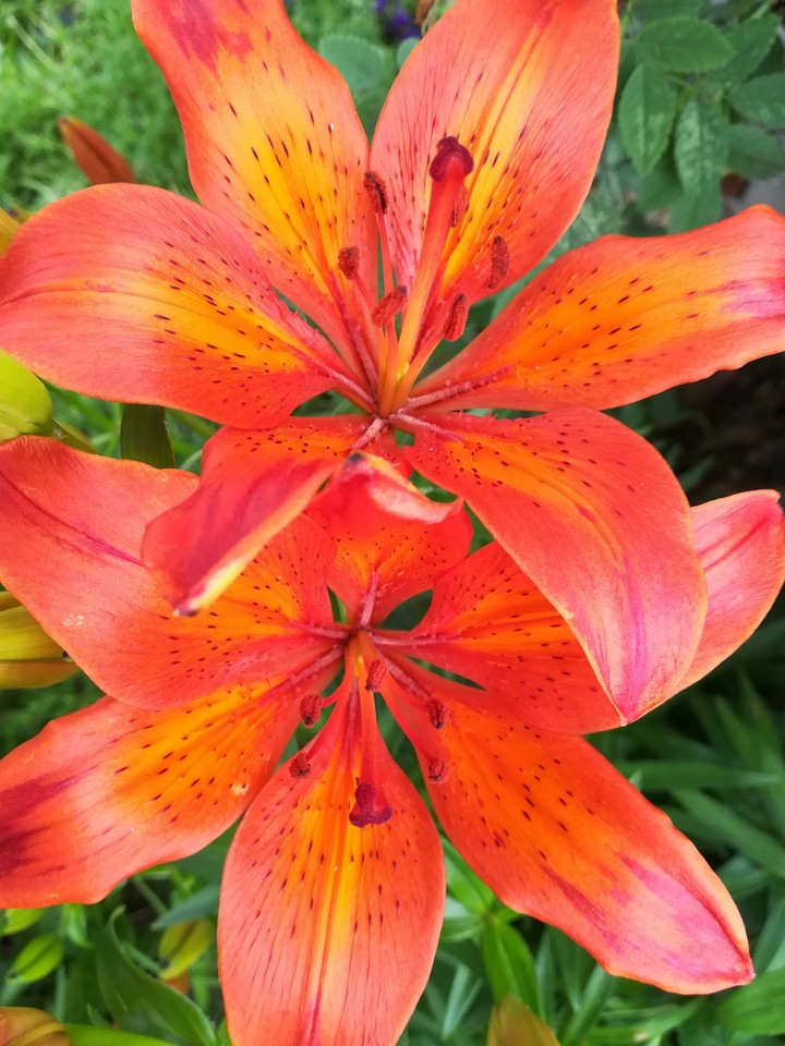 Прекрасные лилии, Beautiful Lilies