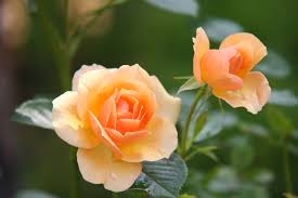 Nice flower