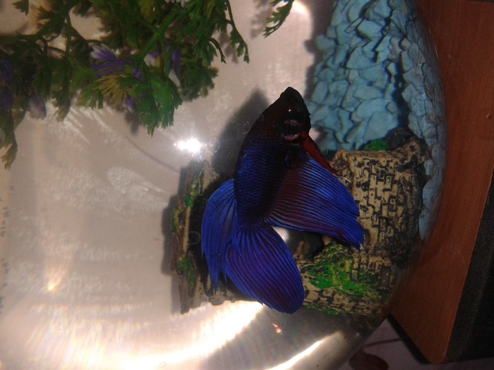 beautiful fish