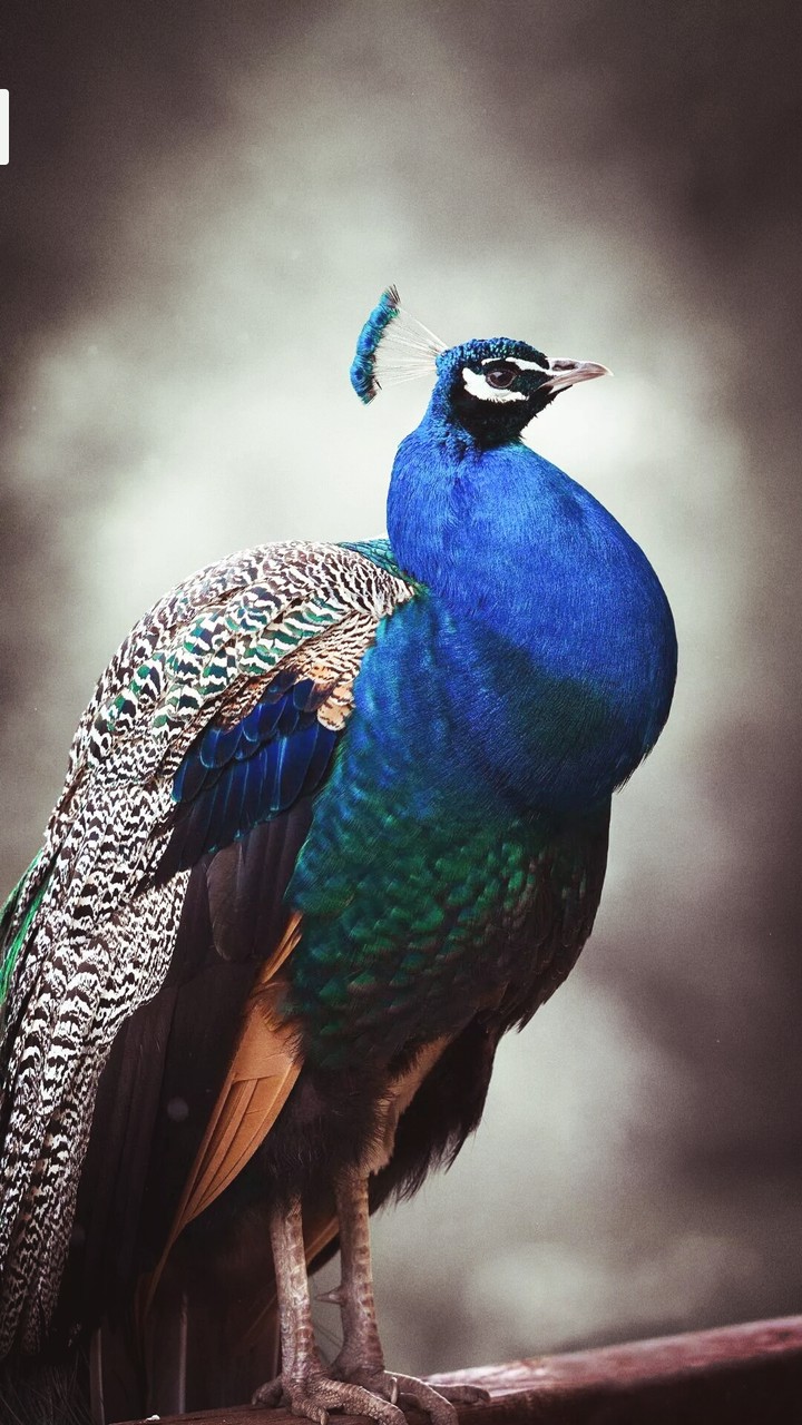 peacock