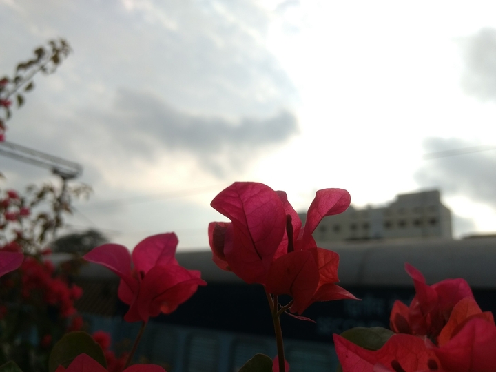 pink