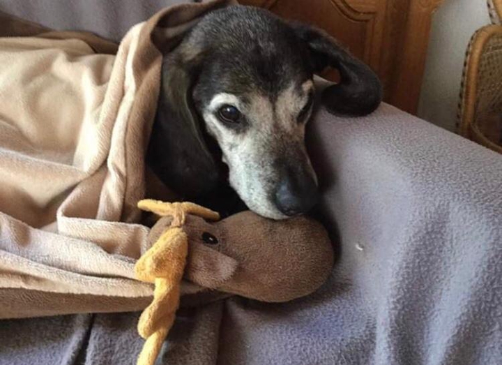 Old lucky dog