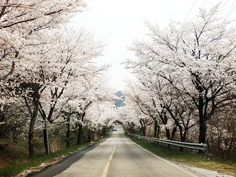 벚꽃길