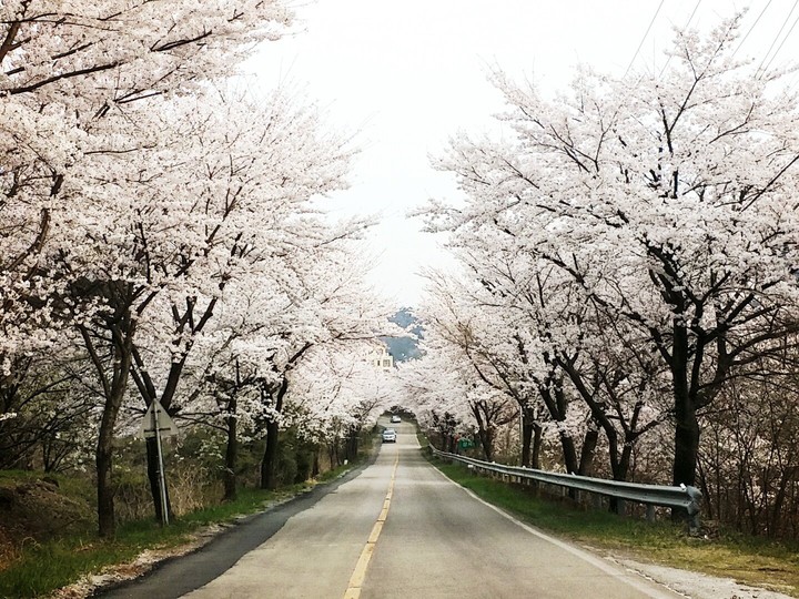 벚꽃길