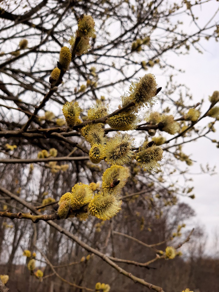 spring ❤