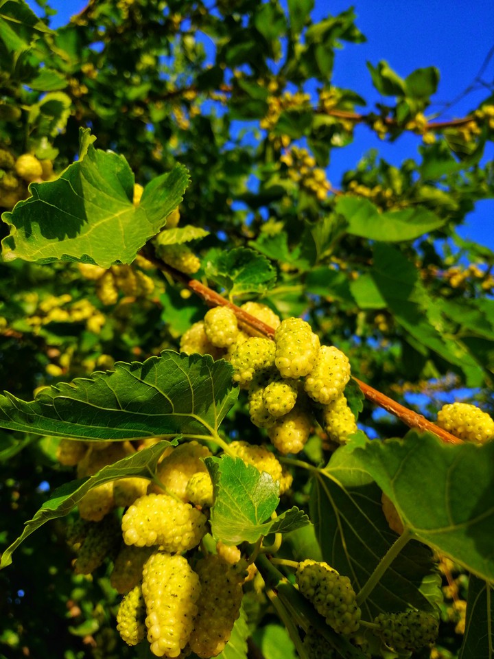 White Mulberry