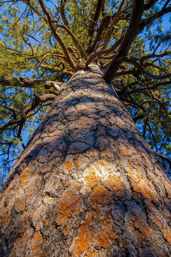 peaceful Giant