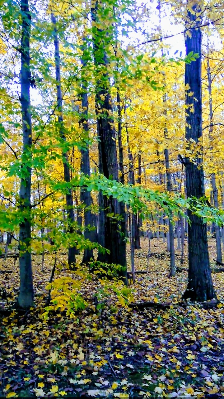 autumn woods