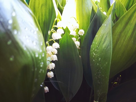 Spring
