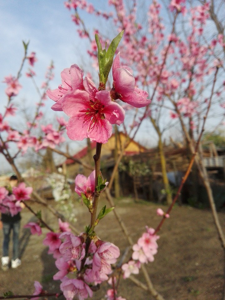 Spring