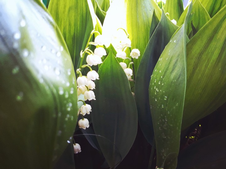Spring