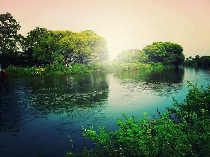 Greeny