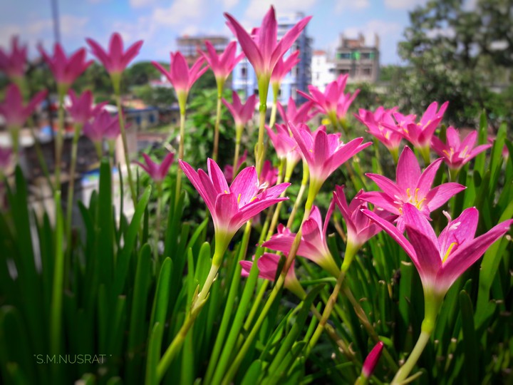 Rain lily