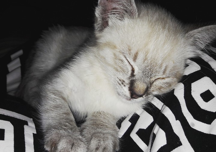 Sleeping cats are so adorable. 