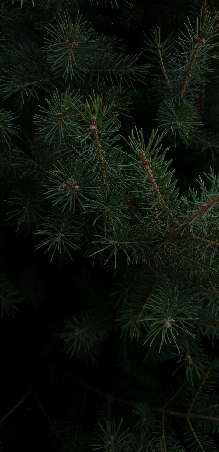 fir-tree