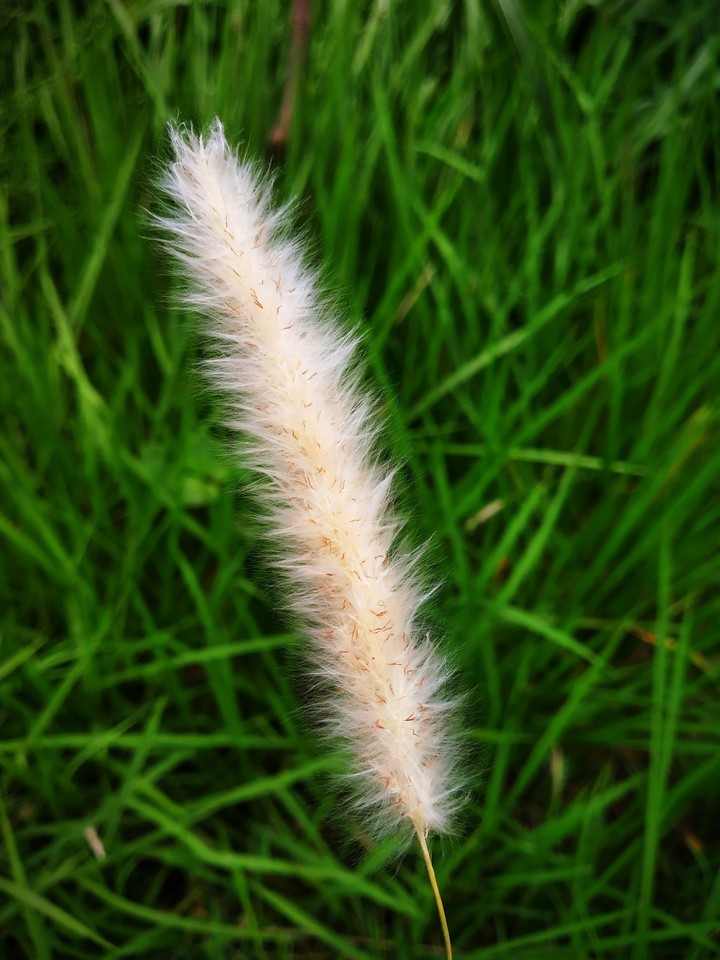 white plant