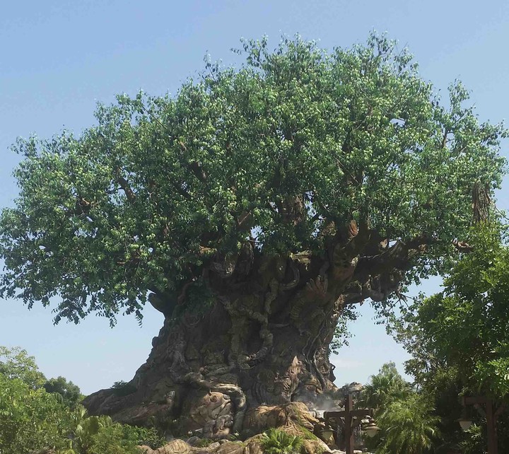 Arbol