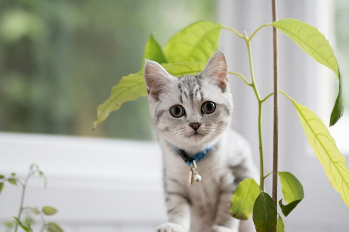 kedi