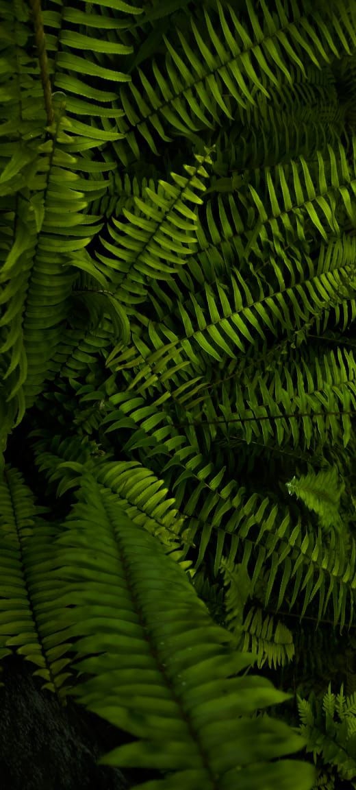 fern