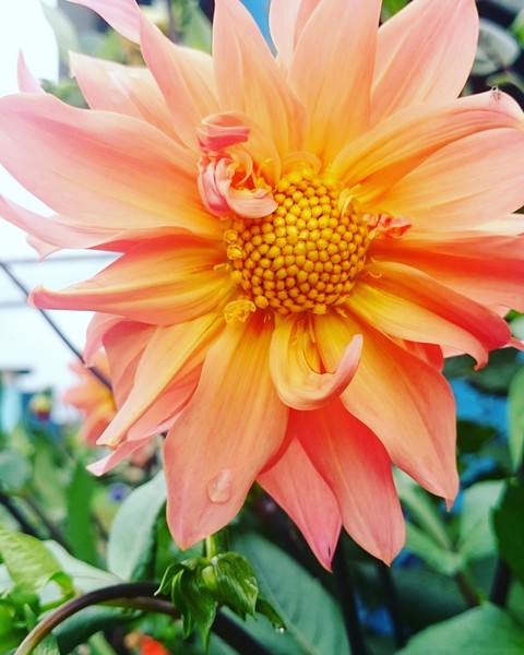 sfondi plant, flowers