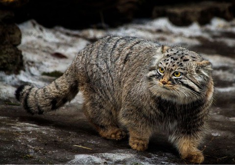 Manul