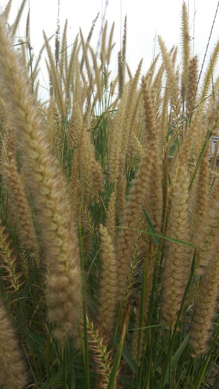 grass