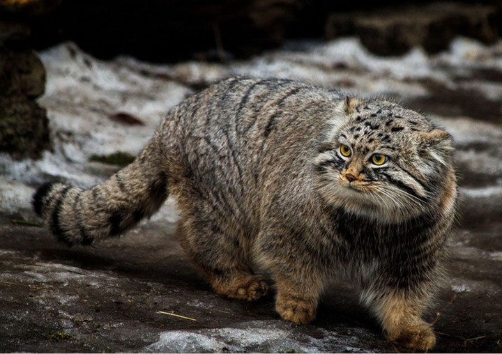 Manul