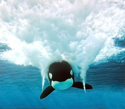 ORCA MAKING A WAVE