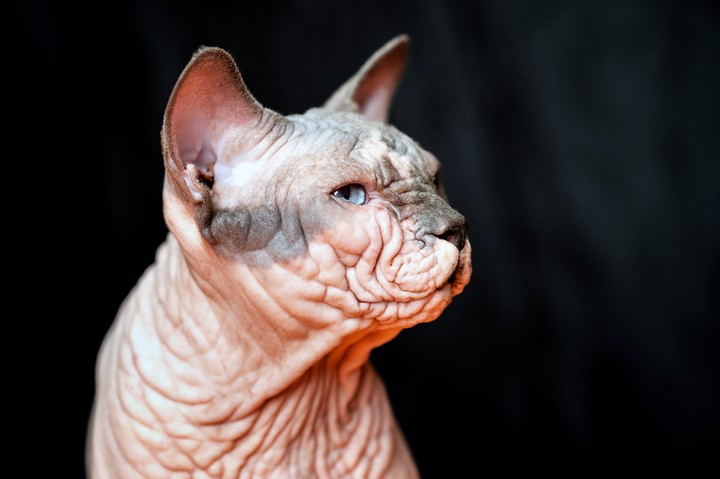 кошка