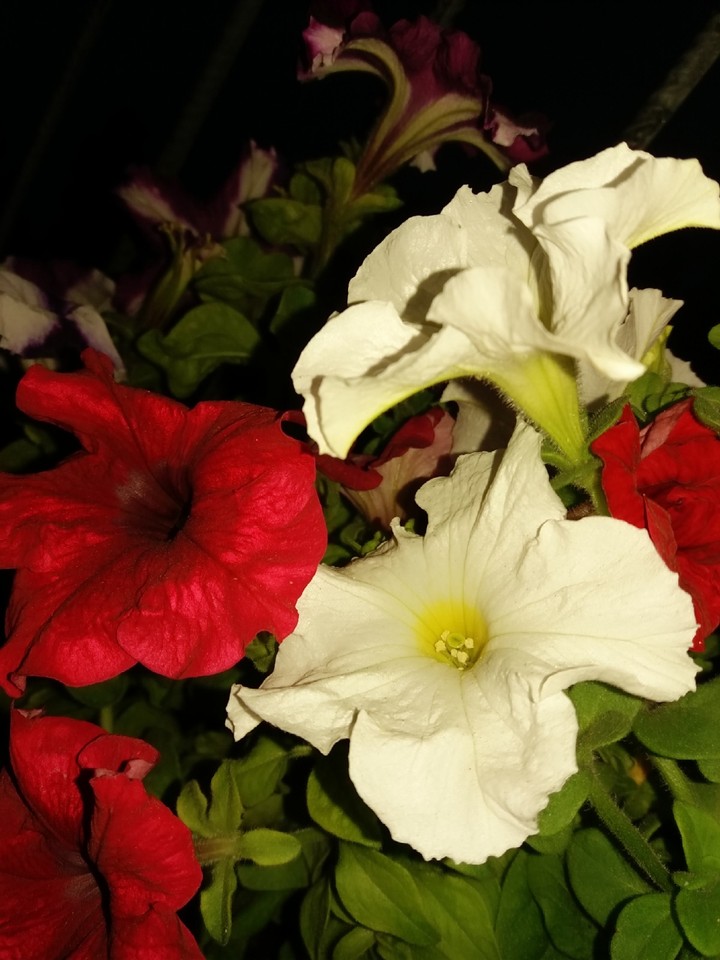 petunia