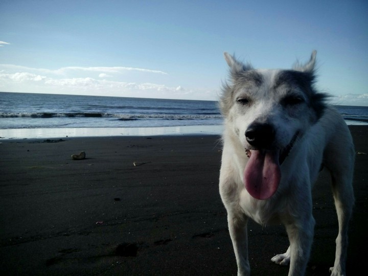 Dog at Seashoe