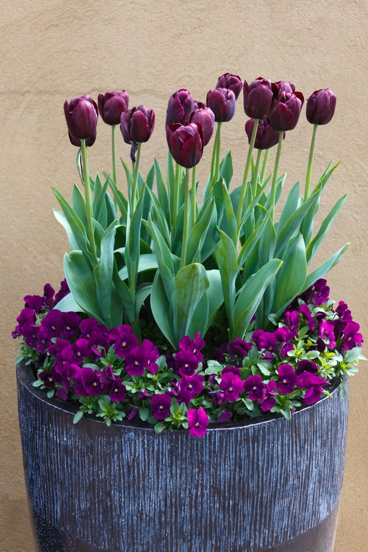 Tulip
