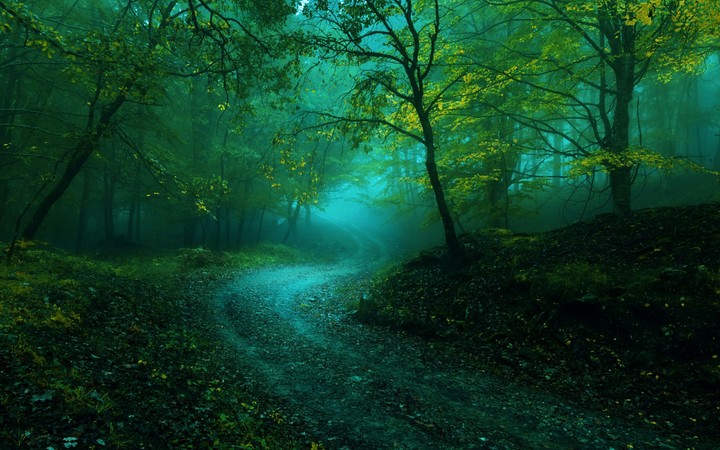 Forest Road