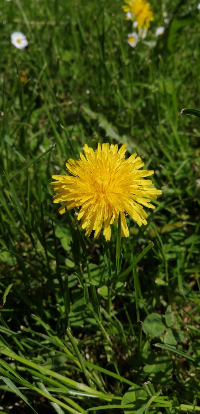 Yellow_flower