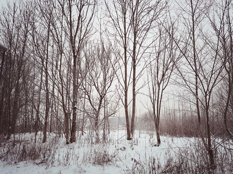 #snowy#winter#trees