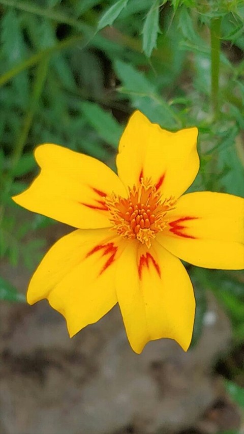yellow, petal wallpapers