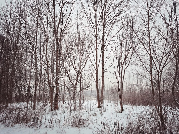 #snowy#winter#trees
