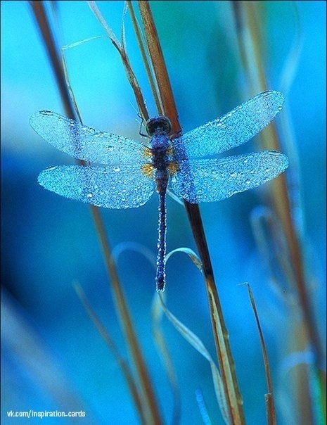 Libelle