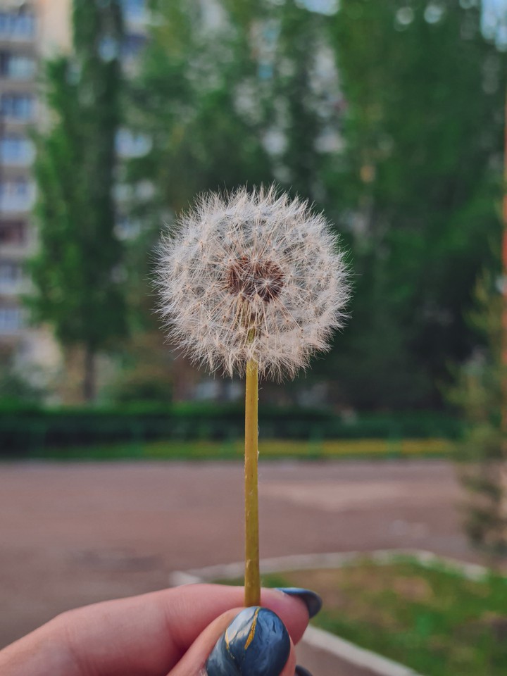 dandelion