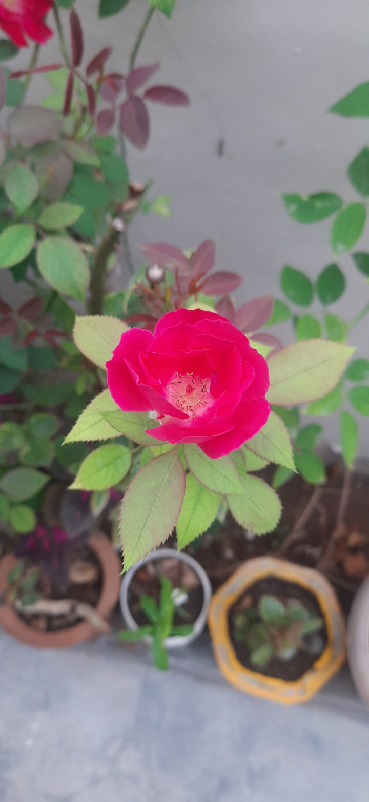 rose