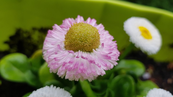 Gänseblümchen
