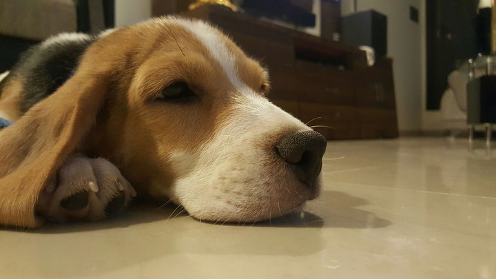The Beagle