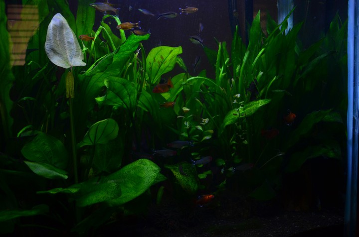 Planted Aquarium