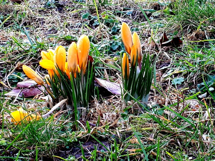 early spring
