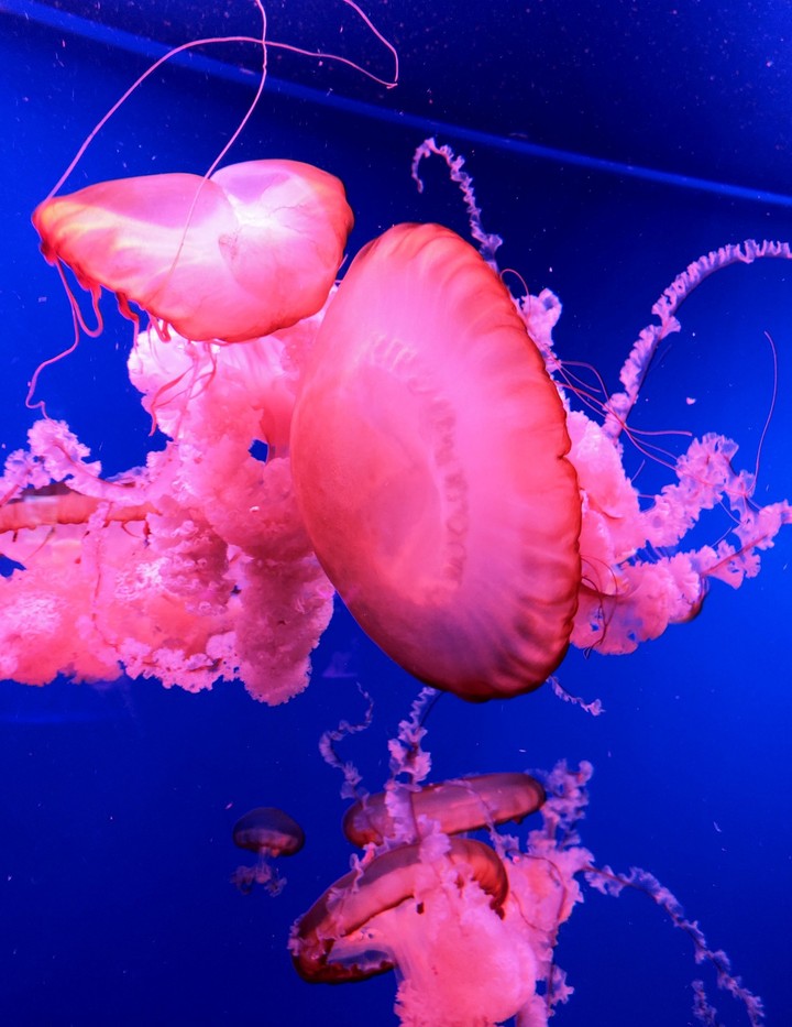 jellyfish