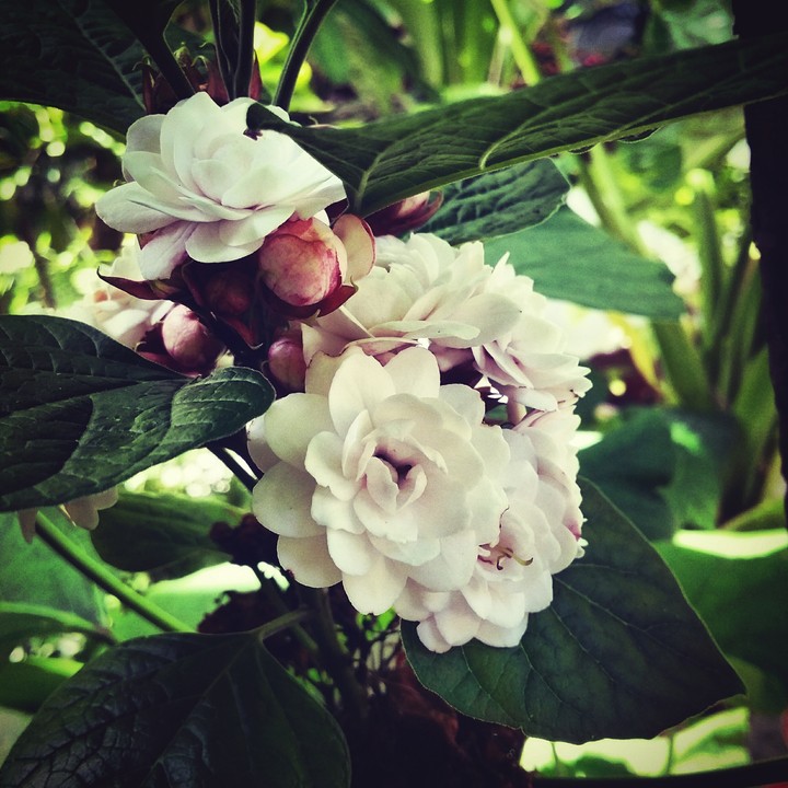 white rose cousin