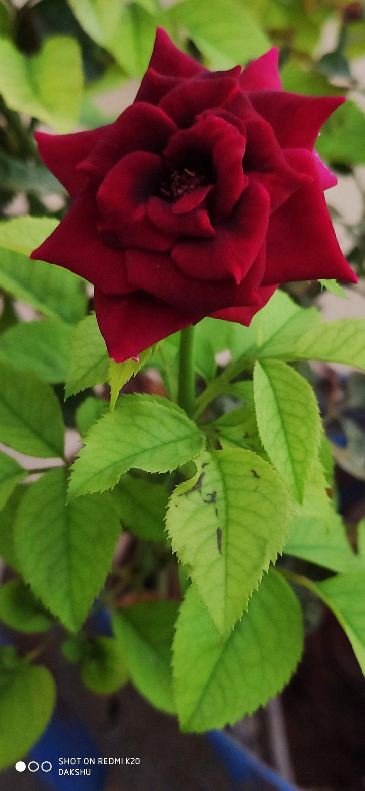 Rose
