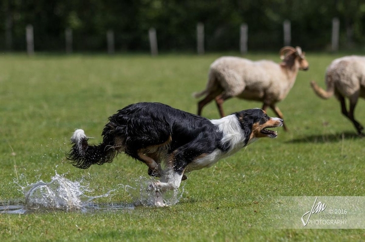 If It's Not A Broder Collie It's Just A Dog