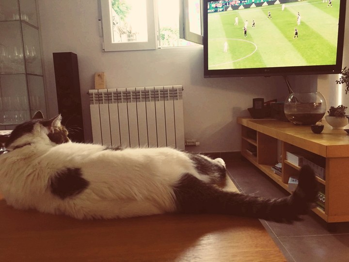 Fifa World Cat