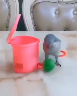 Попугай Кеша ❤️